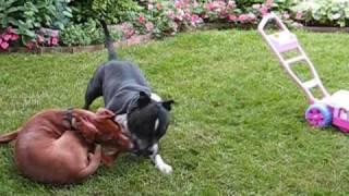 Vizsla vs Pitbull