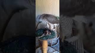 #berkut #birds #burgutlar #animals #animals #falcon #wildlife #lochin #eagle #nature #hunting