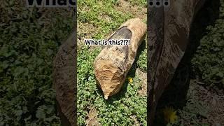  could this be a log that appears to be to have been milled by a beaver, what are your thoughts?