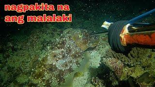 ep468 Dive2 nagpakita na ang malalaking colambotan night spearfishing Philippines