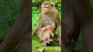 Luna's Gentle Touch: A Mother's Love for Her Son #11 #short #Cute #cutemonkey#monkey#monkeybehaviors