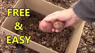 Planting POTATOES In FREE Containers SIMPLE and EASY