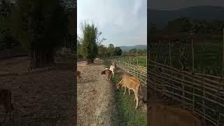 life in Rural Thailand