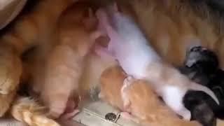 َCute Video of little kittens Fighting while eating