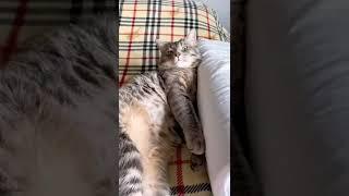 Иногда Семён бывает злой  #shorts #кот #котики #кошки