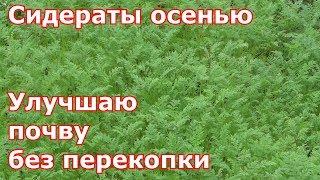 Сидераты осенью. Улучшаю почву без перекопки и без лишних хлопот. Какие и как сеять сидераты.