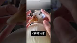 Карликовые Утки (Call Ducks) — ТОП питомцы 