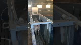 Automatic condition scoring of hyper prolific sows/gilts +70 kg in gestation, NO caliper NO backfat.