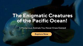 The Enigmatic Creatures of the Pacific Ocean!:5 Mysterious Animals You Never Know Existed!