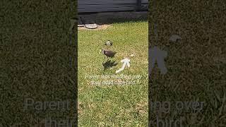 Parent Bird watching over their dead baby bird.