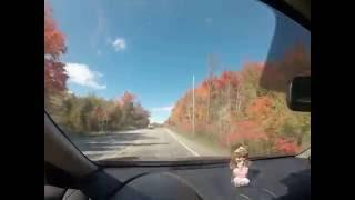 Autumn road trip in canada, 加拿大的枫叶红了