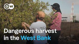 Why Israelis are helping West Bank Palestinians harvest olives | DW News