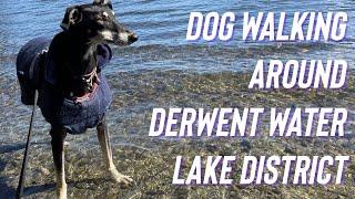 Dog Walking around Derwent Water, Lake District // Kettlewell Car Park near Lodore Falls Hotel & Spa