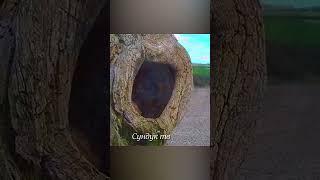 Галка напала на гнездо сокола #birds #animalshorts