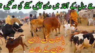 Sahiwal Cholistani Cows Latest Price In Pakistan / Luddan Cattle Market / Dairy Farming Animals