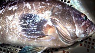 Korean Street Food-Assorted Sashimi / How to fillet large Kelp Grouper fish / Copper fish market