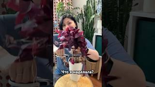 Что же я наделала? Загубила цветок? #оксалис #кислица #цветывдоме #plants #oxalis #цветоводство