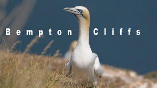 First time visiting Bempton Cliffs | Nature Reserve |East Riding of Yorkshire |