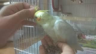 How to Take Care of a Cockatiel