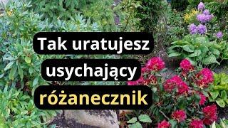 RÓŻANECZNIKI jak unikać błędów w uprawie, co zrobić gdy zamierają liście i  pędy, jak nawozić krzewy