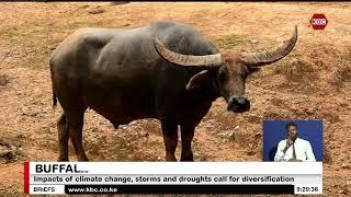 Kenya adds domesticated Water Buffalo to the Menu