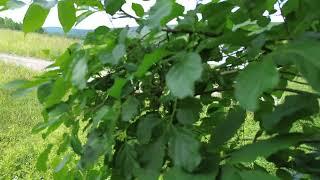 Eighth drone test: Randolph Village, VT, from Ellis Lot Town Forest