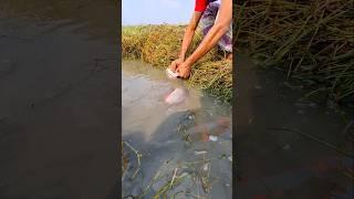 Omg! Big Fish Catching With Hook. #fishing #viralvideoシ #viralfishing #hookfishing #catfish #shorts