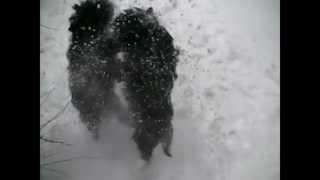 Cairn Terriers in the snow