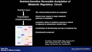 Sirtuin regulation of metabolism and stem cells - Danica Chen