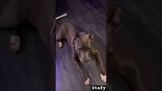Голубой АМСтафф | Stafy. Тяжелый выбор  #амстафф #питбуль #stafy #собаки #игры #кость