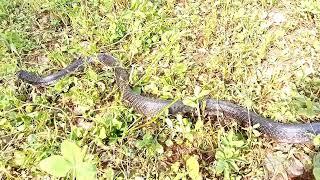 injured black cobra Snake hunting in the field,, King cobra tv, Naag JOGI New video. Snake bite