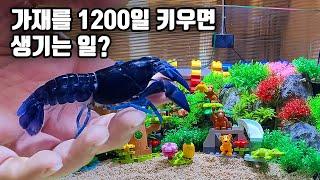 1200일 기념으로 가재랜드를 만들어 주었더니 신나서 막 돌아다니네요ㅋㅋ