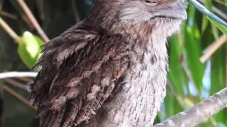 Tawny Frogmouth - call