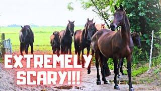 Extremely scary!!! We are definitely not going there! Rising Star⭐ with new boots | Friesian Horses