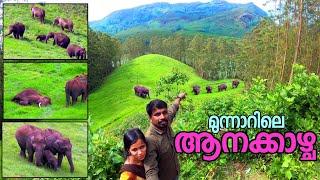 Munnar Wild Elephants Complete Vlog Shoot On The Trip To Top Station By Hridayaragam