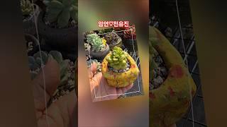 누가말려 내사랑 #암연 #전유진 #현역가왕가왕