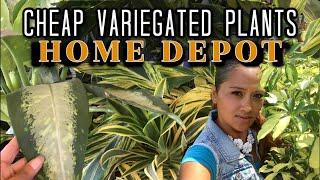 SHOP W/ME At HOME DEPOT - Inexpensive Variegated Houseplants