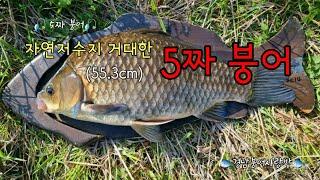 자연저수지 55.3cm 거대한 5짜붕어