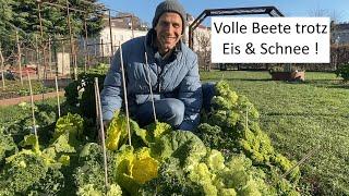 Full beds despite frost in the vegetable garden ️ New Year in the garden 