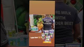 Fodder beets are an innovative way to substitute traditional animal feeds #farming #easeed