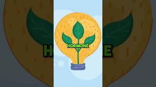 why do Plants grow towards light?