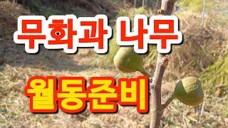 무화과 나무 월동준비 #겨울나기 #보온 #주말농장