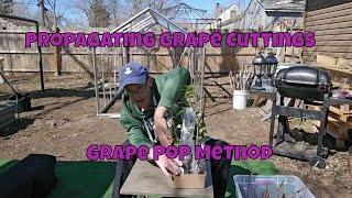 Super Simple Way To Propagate Grape Cuttings! Grape Pop Method!