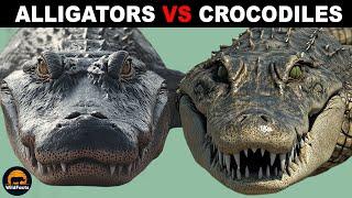 What Is the Difference Between Alligators and Crocodiles?