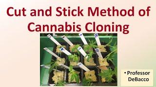 Cut and Stick Method of Cannabis Cloning