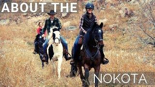 About the Nokota Horse | Rare Breed | DiscoverTheHorse