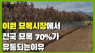 전국 나무의 70%가 유통 되는 이유 ( 옥천 묘목 시장, 이원 묘목 시장, 옥천 묘목 축제)