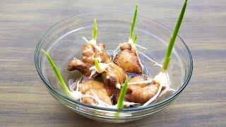 How to grow ginger, garlic, lemongrass at home