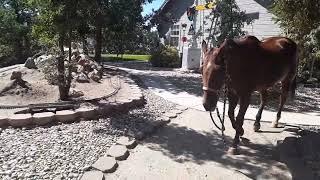 Cody following me like a big puppy dog from the front porch to his stall