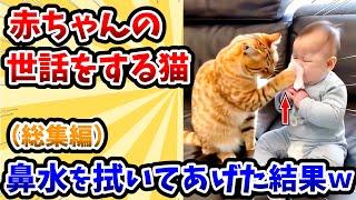 【2ch動物スレ総集編】赤ちゃんの世話をする猫さん → 鼻水を拭いてあげた結果www